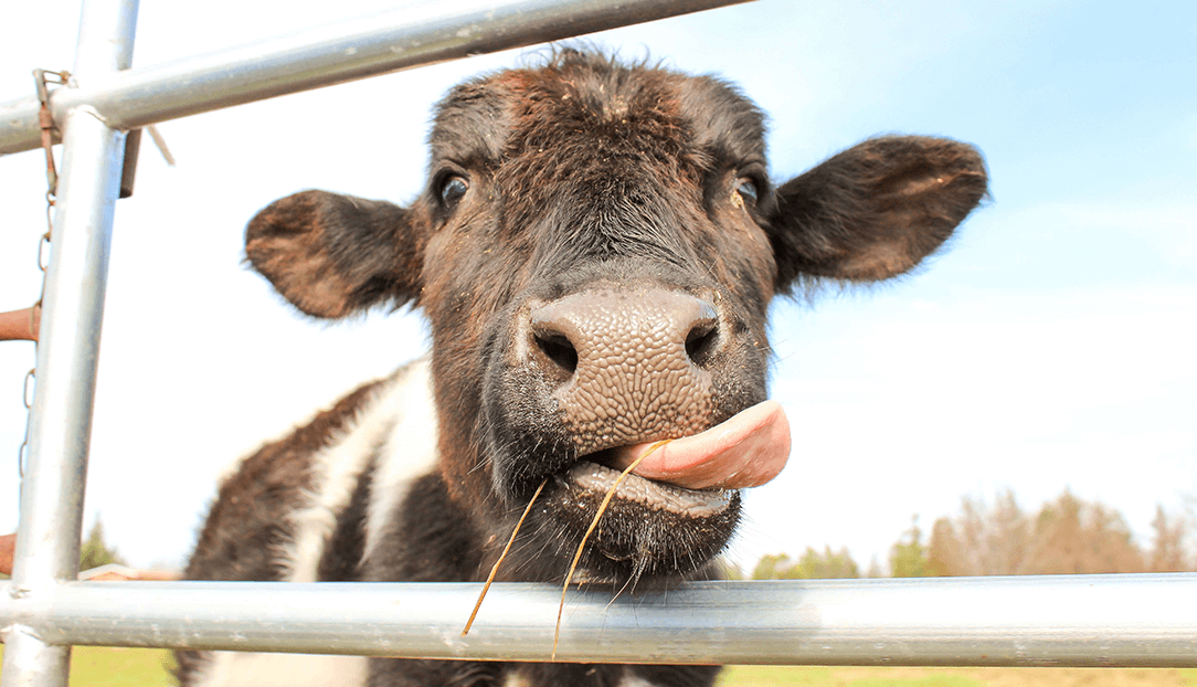 jay wennington-bewerkt